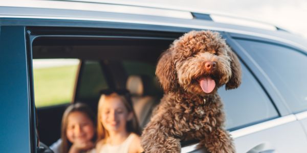 Pets free