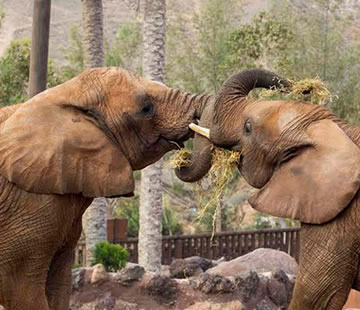 Oasis Wildlife Fuerteventura, the largest theme park in Canarias