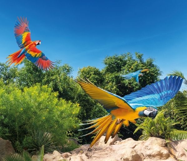 Tickets Loro Parque